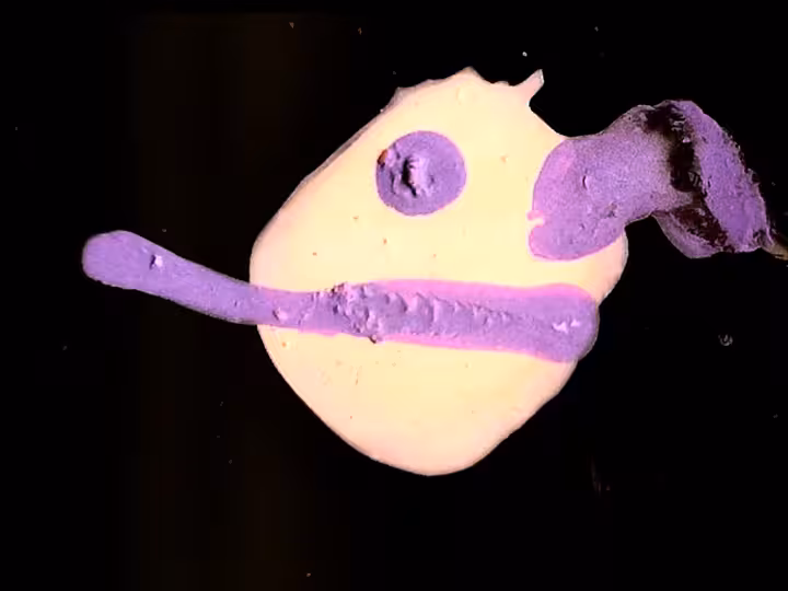 inscription 46126dda16a5e0c62aa61dba977f89b88fb92d11610a21d6e1c53e2ae8c3d5d2i13