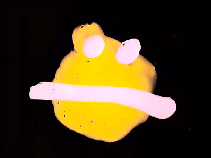 inscription 46126dda16a5e0c62aa61dba977f89b88fb92d11610a21d6e1c53e2ae8c3d5d2i6